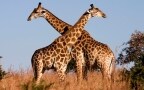 Episodio 5 - L'attacco della giraffa