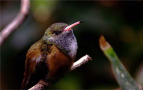 Episodio 5 - Wild Latam