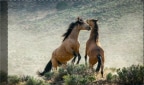 Planet Earth II - Le meraviglie della natura