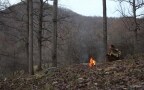 Episodio 10 - Disboscamento selvaggio