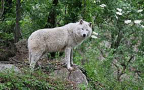 Episodio 1 - Dalle Alpi alla Toscana