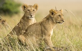 Episodio 2 - Safari in cinque scatti