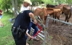 Episodio 1 - Animal Cops Houston