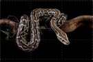 Episodio 2 - Coccodrilli