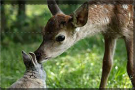 Bambi