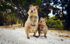 Episodio 1 - Rottnest Island: Il Regno Dei Quokka